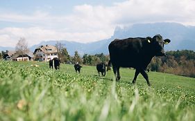 Alpin Farm Linde - Oberweidacherhof
