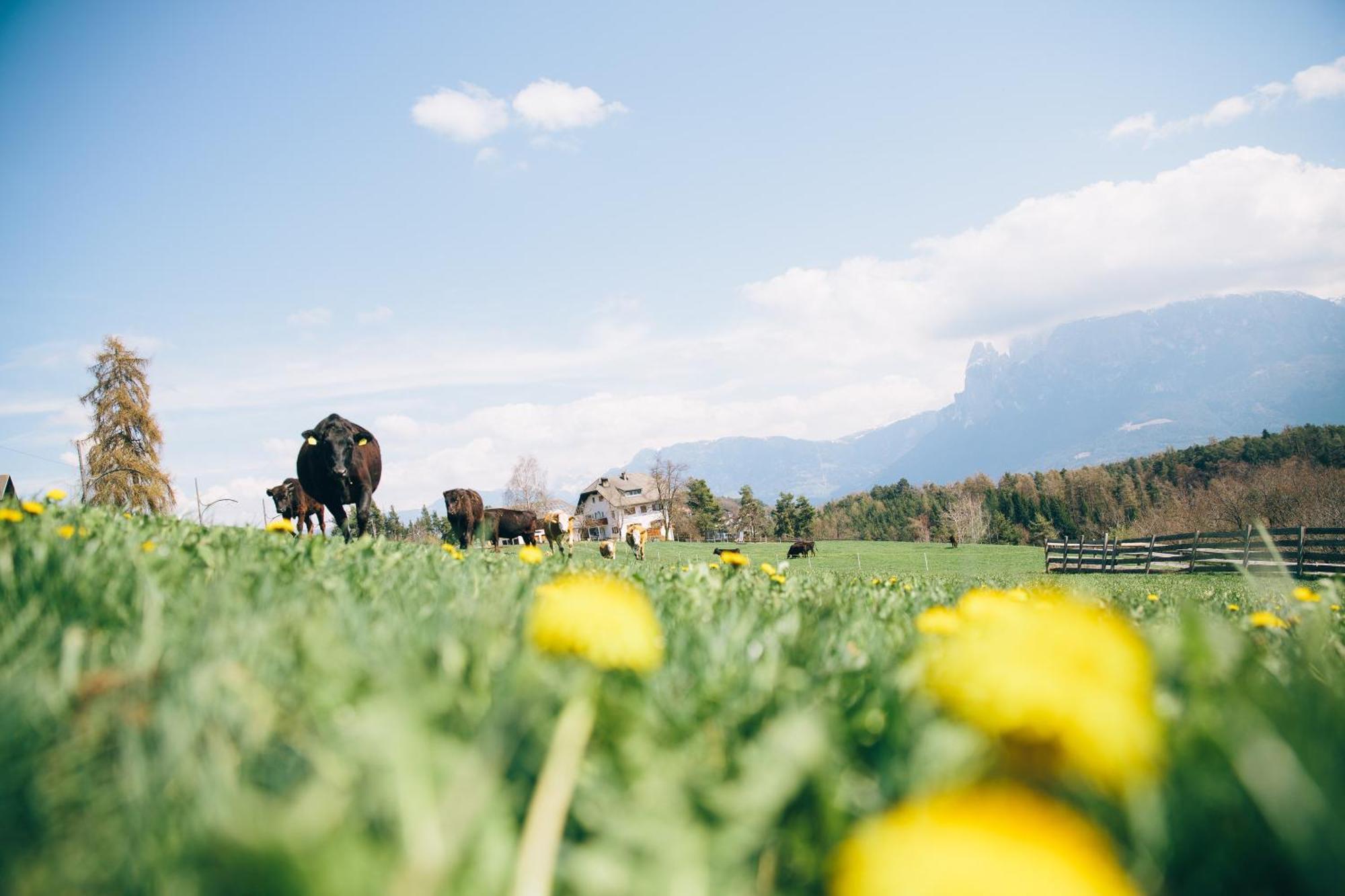 Alpin Farm Linde - Oberweidacherhof Collalbo Eksteriør bilde