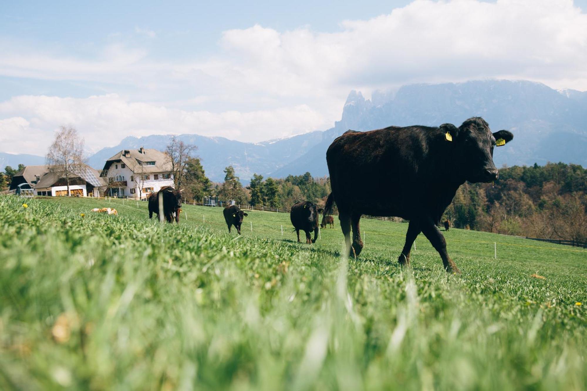 Alpin Farm Linde - Oberweidacherhof Collalbo Eksteriør bilde